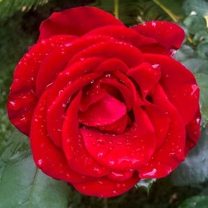 Meet your Posher, Eva